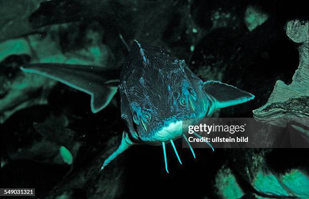 Russian sturgeon, Danube sturgeon, Osetr, Acipenser gueldenstaedti, Acipenser güldenstaedti, Romania, Volga river, Black Sea