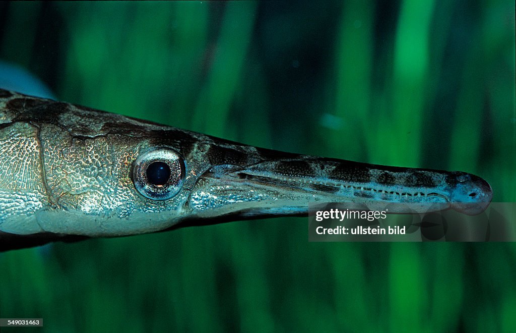 Spotted gar, Lepisosteus oculatus, North america, america, USA, Florida