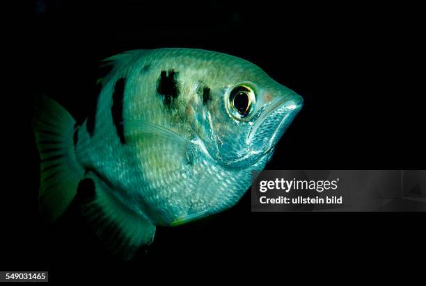 Banded Archerfish, Toxotes jaculatrix, India, Mangroves