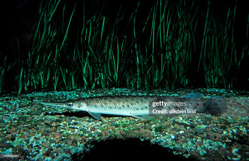Spotted gar, Lepisosteus oculatus, North america, america, USA, Florida