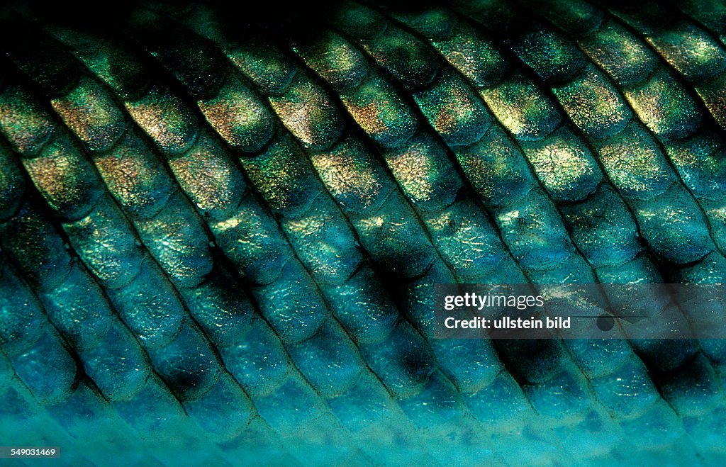 Spotted gar, fish scales, Lepisosteus oculatus, North america, america, USA, Florida