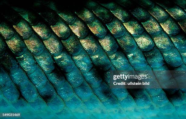 Spotted gar, fish scales, Lepisosteus oculatus, North america, america, USA, Florida