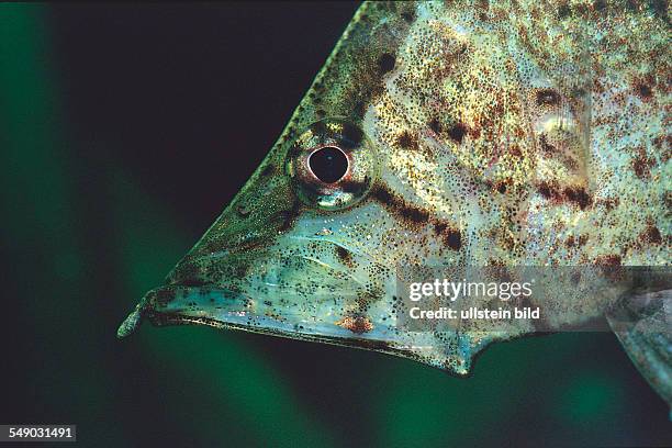 South american leaf fish, Monocirrhus polyacanthus, South america, Rio Negro, Orinoco, West Guyana, Amazon