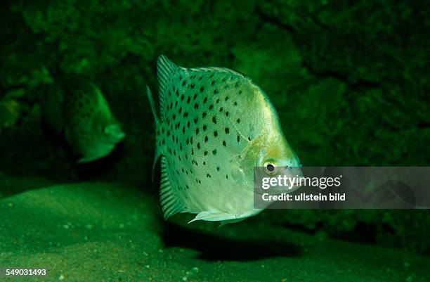 Argus Fish 108 Fisch Aquarium Stock Photos, High-Res Pictures, and Images - Getty ...