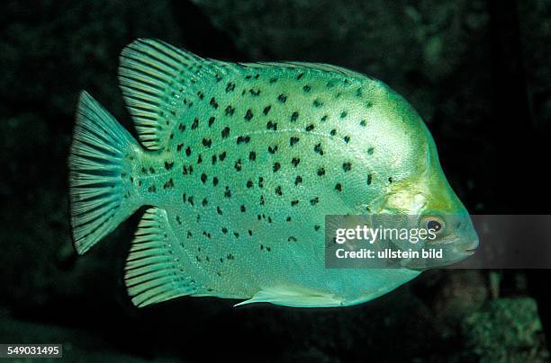 Argus fish, scat, Scatophagus argus, Philippines,