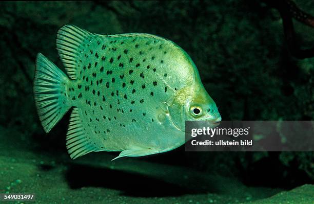 Argus Fish 108 Fisch Aquarium Stock Photos, High-Res Pictures, and Images - Getty ...