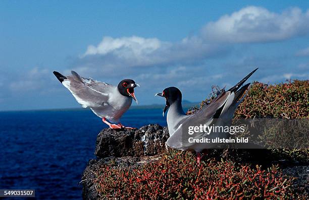 Two threatening swallow tailed gulls, Creagrus furcatus, South america, Galápagos, Galapagos, Island