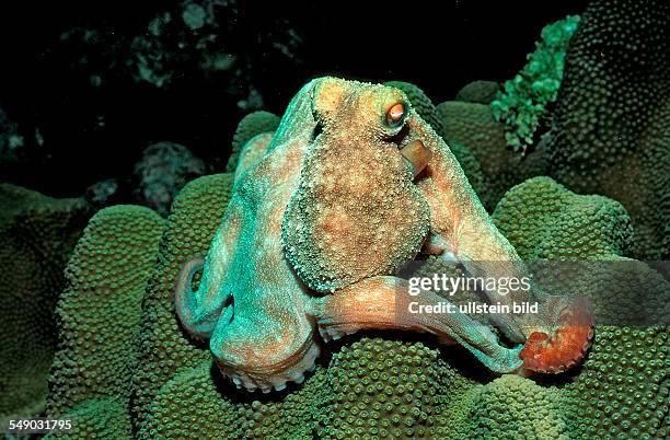 Octopus, Octopus vulgaris, British Virgin Islands, BVI, Caribbean Sea, Leeward Islands