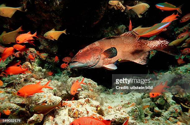 Saddleback coral trout, Plectropomus laevis, Maldives Islands, Indian ocean, Ari Atol, Atoll