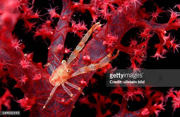 Squat lobster on soft coral, Galathea sp., Egypt, Red Sea, Brother Islands
