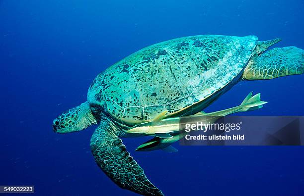 Green Sea Turtle, Chelonia mydas, Egypt, Africa, Marsa Alam, Red Sea