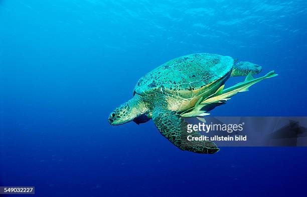 Green Sea Turtle, Chelonia mydas, Egypt, Africa, Marsa Alam, Red Sea