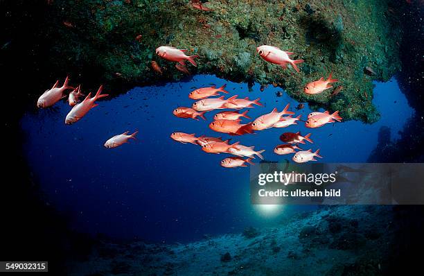 Scuba diver and Blotcheye soldierfishes, Underwater cave, Myripristis murdjan, Maldives Islands, Indian ocean, Ari Atol, Atoll