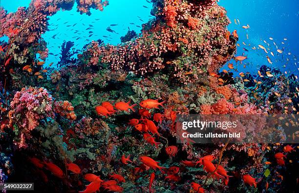 Blotcheye soldierfishes, Myripristis murdjan, Maldives Islands, Indian ocean, Ari Atol, Atoll