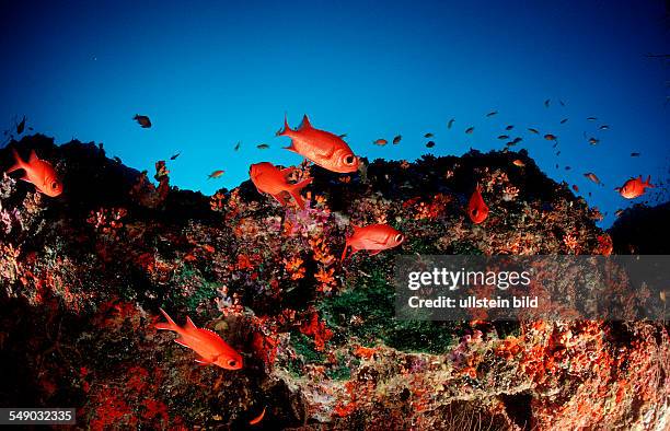 Blotcheye soldierfishes, Myripristis murdjan, Maldives Islands, Indian ocean, Ari Atol, Atoll