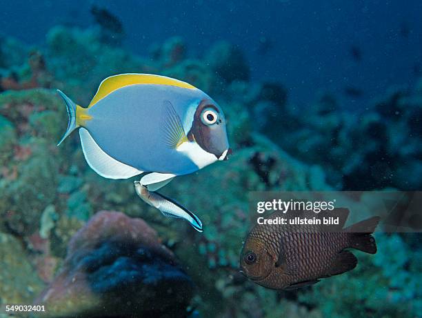 Powder blue tang and Cleaner wrasse, Acanthurus leucosternon, Labroides dimidiatus, Maldives Islands, Indian ocean, Ari Atol, Atoll