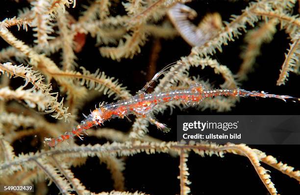 Harlequin ghost pipefish, Solenostomus plaradoxus, Bali, Indian Ocean, Indonesia