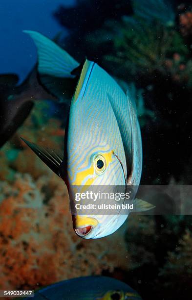 Elongate surgeonfish, Acanthurus mata, Bali, Indian Ocean, Indonesia