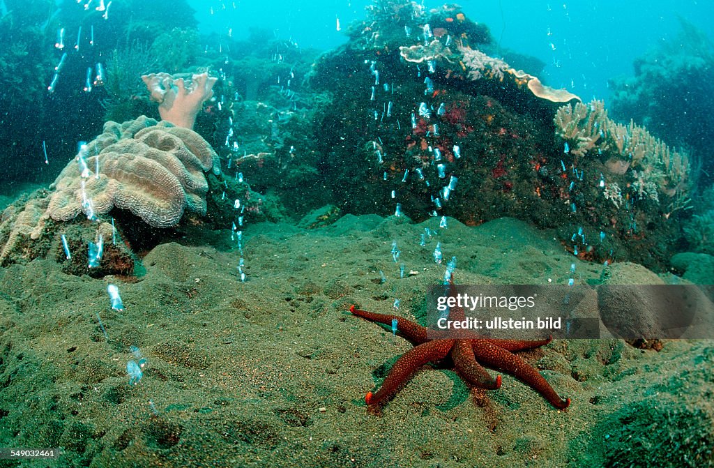Volcanic gas bubbles, Volcano Island, Sangean, Indonesia