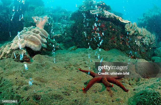 Volcanic gas bubbles, Volcano Island, Sangean, Indonesia