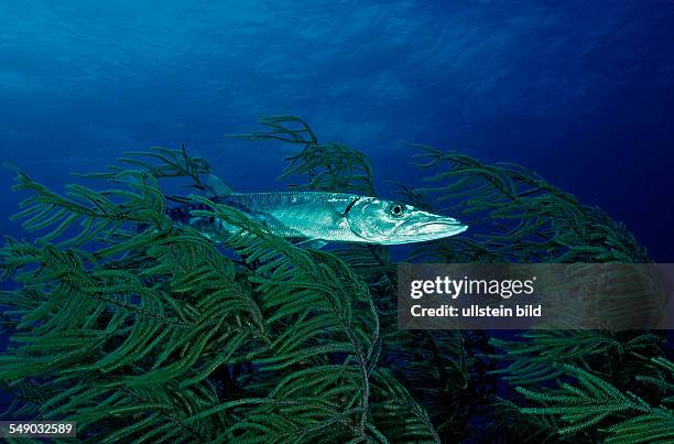 Great Barracuda, Sphyraena barracuda, Bahamas, Caribbean Sea, Grand Bahama Island