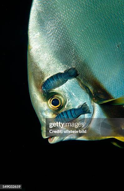 Isopods on Pinnate batfish, Platax pinnatus, Nerocila, Indonesia, Wakatobi Dive Resort, Sulawesi, Indian Ocean, Bandasea