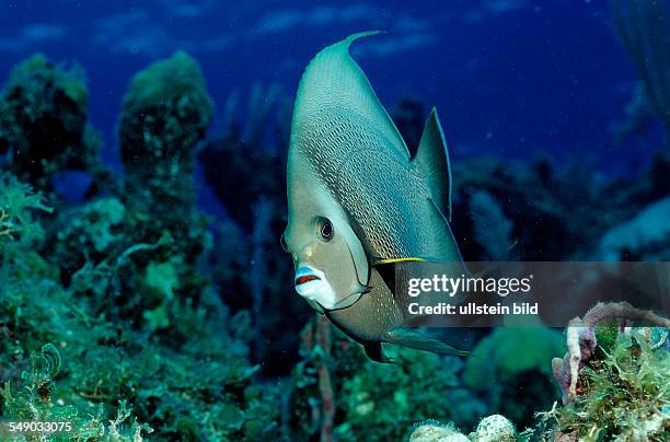 Gray angelfish, Pomacanthus arcuatus, British Virgin Islands, BVI, Caribbean Sea, Leeward Islands