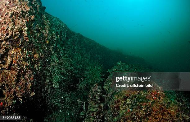 Tectonical rift underwater, Djibouti, Djibuti, Africa, Afar Triangle, Gulf of Aden, Gulf of Tadjourah