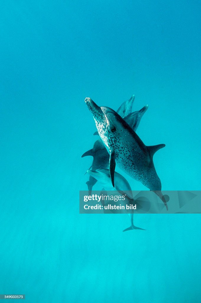 Atlantic spotted dolphin, Stenella frontalis, Bahamas, Atlantic Ocean