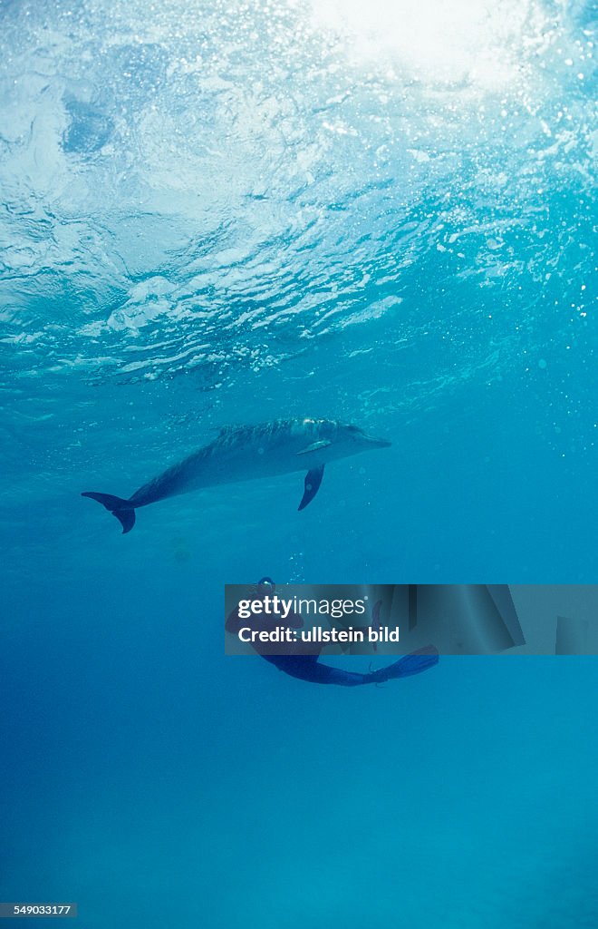 Atlantic spotted dolphin, Stenella frontalis, Bahamas, Atlantic Ocean
