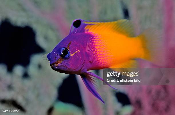 Royal gramma, fairy basslets, Gramma loreto, British Virgin Islands, BVI, Caribbean Sea, Leeward Islands