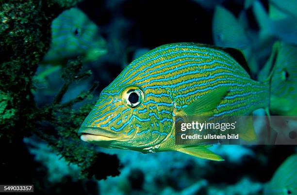 French Grunt, Haemulon flavolineatum, British Virgin Islands, BVI, Caribbean Sea, Leeward Islands