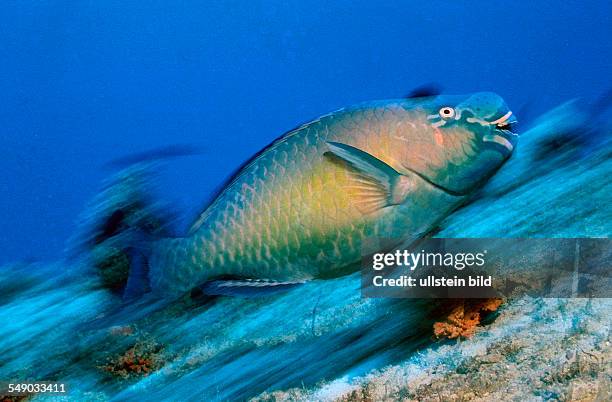 Festive parrotfish, Scarus festivus, Maldives Island, Indian Ocean, Ari Atol