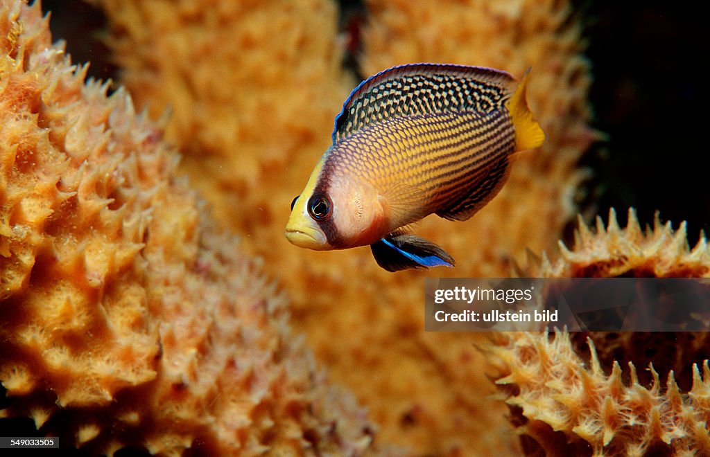 Splendid Dottyback, Pseudochromis splendens, Indonesia, Wakatobi Dive Resort, Sulawesi, Indian Ocean, Bandasea