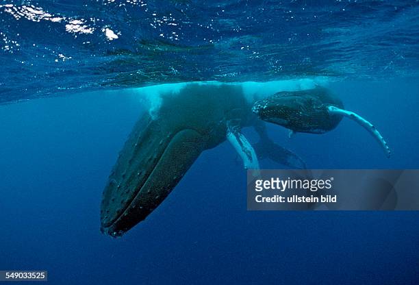 Humpback whale, mother and calf, Megaptera novaeangliae, Rurutu, Pacific Ocean, Tahiti, French Polynesia