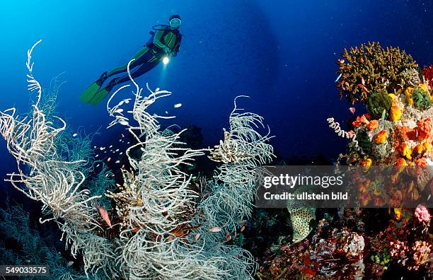 Lionfish and scuba diver, Barramundi Cod, Cromileptes altivelis, Bali, Indian Ocean, Indonesia