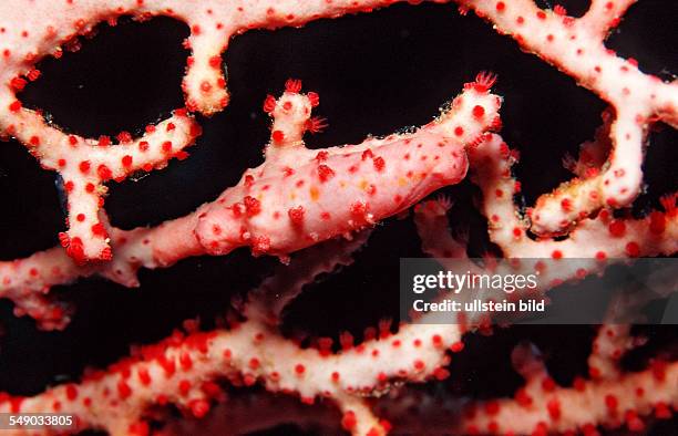 Allied cowry, Prosimnia semperi, Indonesia, Wakatobi Dive Resort, Sulawesi, Indian Ocean, Bandasea