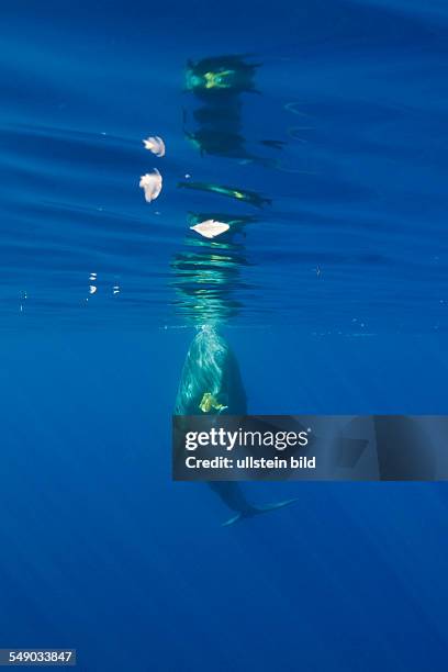Sperm Whale plays with Plastic Waste, Physeter catodon, Azores, Atlantic Ocean, Portugal