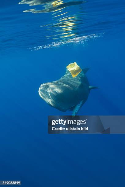Sperm Whale plays with Plastic Waste, Physeter catodon, Azores, Atlantic Ocean, Portugal