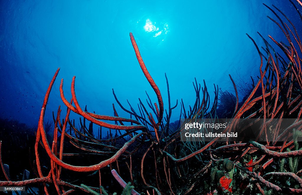 Tube sponge, Netherlands Antilles, Bonaire, Caribbean Sea
