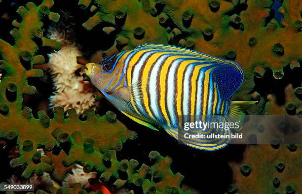 Regal angelfish, Pygoplites diacanthus, Indonesia, Wakatobi Dive Resort, Sulawesi, Indian Ocean, Bandasea
