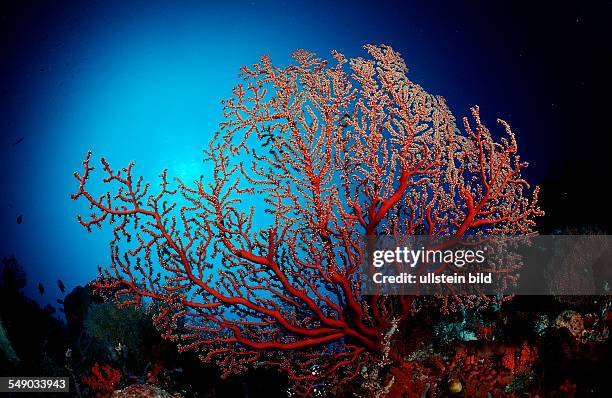 Two-colored sea fan, Plexaura sp., Indonesia, Wakatobi Dive Resort, Sulawesi, Indian Ocean, Bandasea