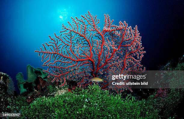 Two-colored sea fan, Plexaura sp., Indonesia, Wakatobi Dive Resort, Sulawesi, Indian Ocean, Bandasea