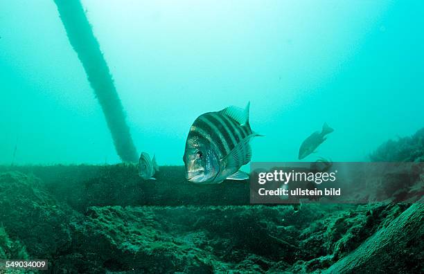 Scheepshead, Archosargus probatocephalus, USA, Florida, FL, Crystal River, King's Spring