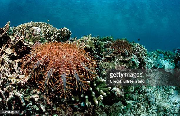 Crown-of-thorns Starfish feeding on coral, Acanthaster planci, Komodo National Park, Indian Ocean, Indonesia