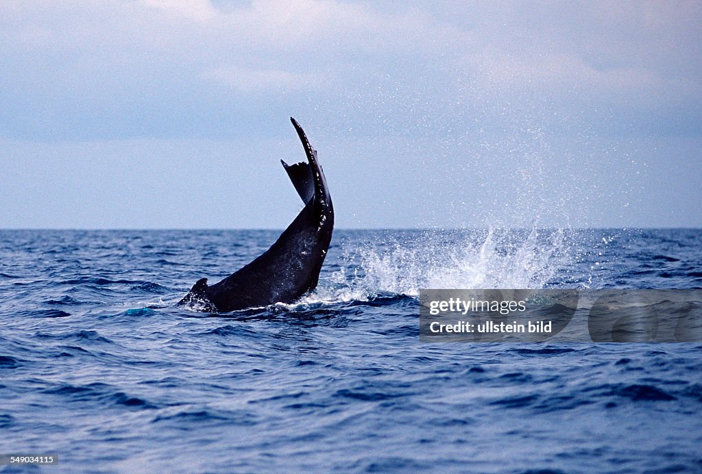 Humpback whale tail fin, Megaptera novaeangliae, Silverbanks, Caribbean Sea, Dominican Republic