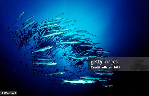 Blackfin barracuda, Sphyraena qenie, Sudan, Africa, Red Sea