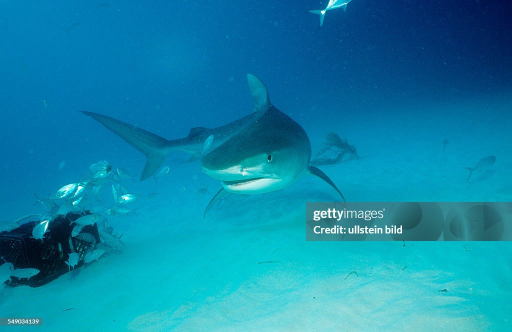 Tiger Shark, Galeocerdo cuvier, Bahamas, Grand Bahama Island, Atlantic Ocean