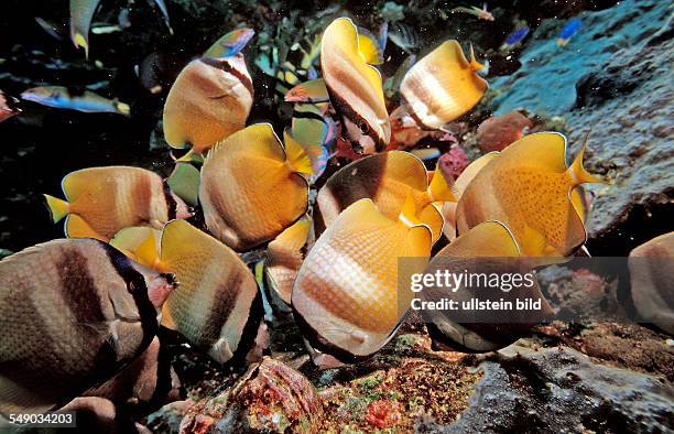 Twotone wrasses and Klein's butterflyfishes eating eggs, Thalassoma lunare, Chaetodon kleinii, Komodo National Park, Indian Ocean, Indonesia