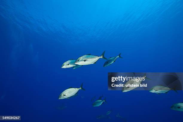 Almaco Amberjacks, Seriola rivoliana, Azores, Princess Alice Bank, Atlantic Ocean, Portugal